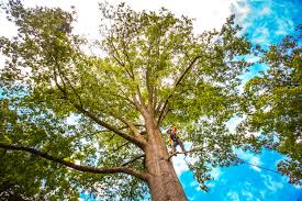 How Our Tree Care Process Works  in  Rock Hall, MD